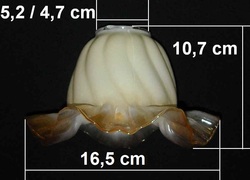K0475A - 16,5 cm średnica