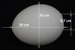 K1170 - 30 cm długość